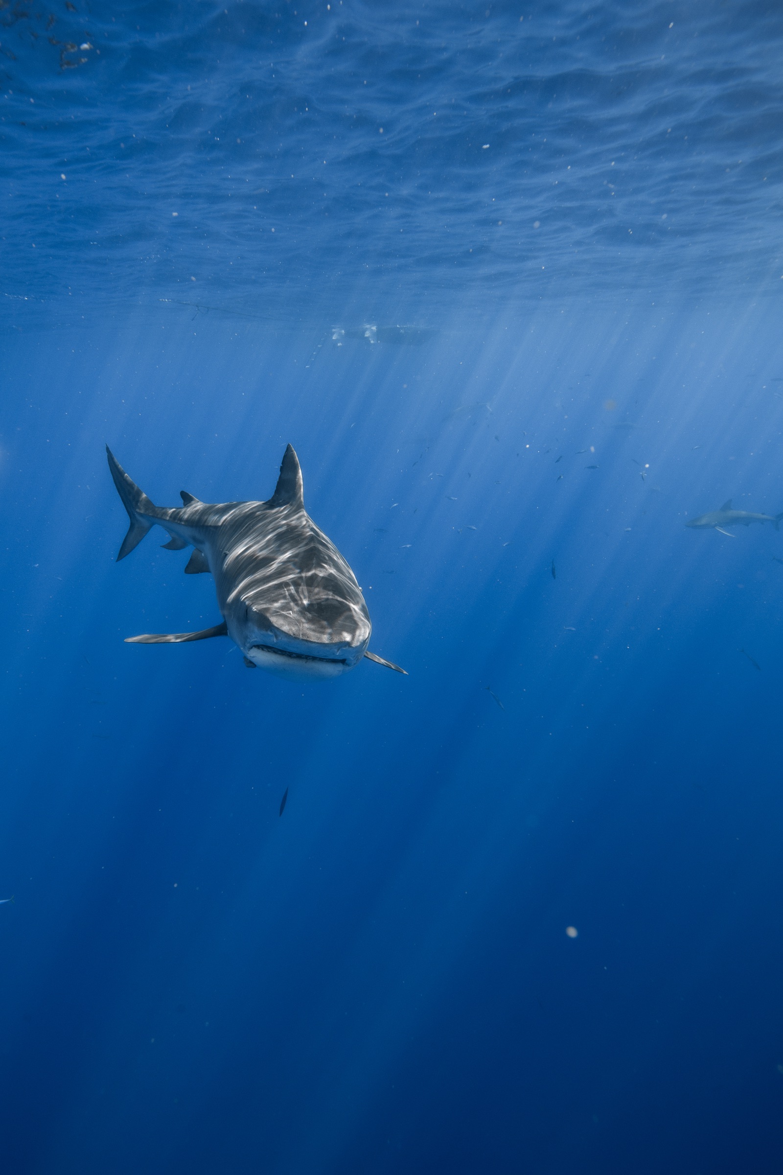 A tiger shark approaching head-on through the god rays