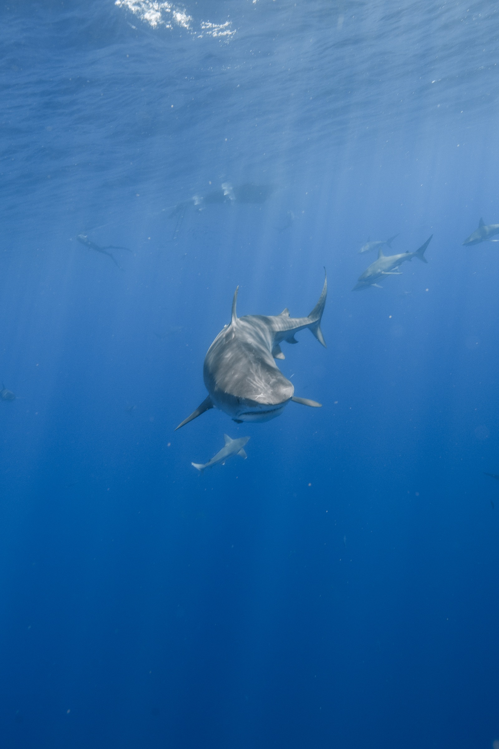 A shark turning toward the lens through the god rays